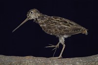 藏品(田鷸)的圖片